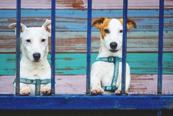 Two dogs behind metal fence.