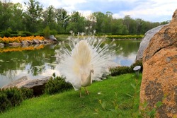 White peacock dances mating dance, shows feathers in park, zoo, street. Gorgeous bird young albino peacock spread its tail on  grass