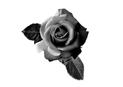 
Black Rose