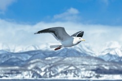 Seagull Soaring Freely in the Sky