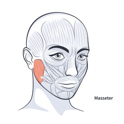 Masseter. Facial muscles of the female. Detailed bright anatomy isolated on a white background vector illustration