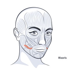 Risoris. Facial muscles of the female. Detailed bright anatomy isolated on a white background vector illustration