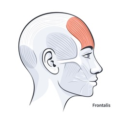 Frontalis. Facial muscles of the female. Detailed bright anatomy isolated on a white background vector illustration