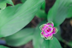 Top view of beautiful pink petal of siam tulip flower with green leaves of flowers in the background with copy space on the left hand side.