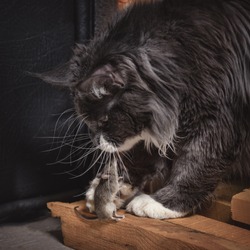The gray thoroughbred cat, playing with a mouse that he just caught.