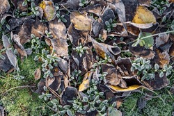 Autumn fallen leaves and vegetation covered with frosty frost