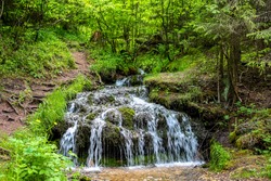 Forest stream 
