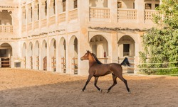 Arabic horse in Qatar