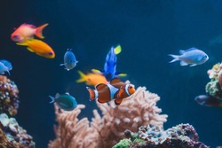 Aquarium colourfull different fishes in deep blue water