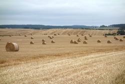 Big rolls of straw lying on a mown field after harvesting grain in Germany.  