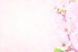 Spring blossom/springtime cherry bloom, pink flowers background, pastel and soft floral card, selective focus, toned