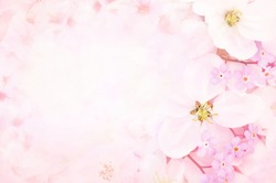 Spring blossom/springtime apple bloom, pink flowers background, pastel and soft floral card, selective focus, toned