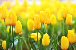 Spring blossoming yellow tulips, bokeh flower background, pastel and soft floral card, selective focus, toned	
