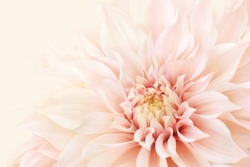 Summer blossoming delicate dahlia, blooming flowers festive background, pastel and soft bouquet floral card, selective focus, toned