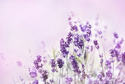 Summer blossoming lavender in violet flower field background, pastel and soft floral card, selective focus, shallow DOF	