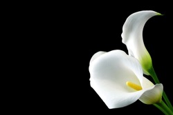 White delicate calla lily flowers on black background, condolence flower festive card, funeral concept image, selective focus, shallow DOF	