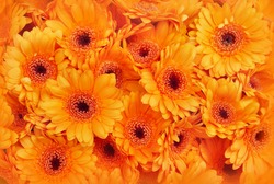 Autumn flowers, summer blossoming orange gerbera flower background, fall floral festive card