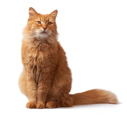 portrait of an adult fluffy red cat, animal sits and looks at the camera on a white isolated background