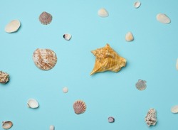 Various seashells on a blue background, top view