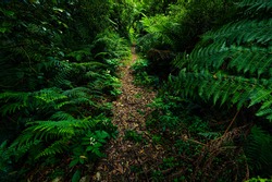 Wide Angle Photograph of Tree Ferns in Tarra Bulga National Park, Balook, Victoria, Australia