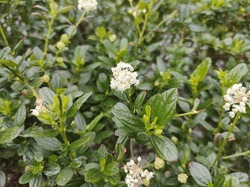Close-up of small, white flowerhead of Ceanothus 'Snow Flurry' against glossy, dark green leaves