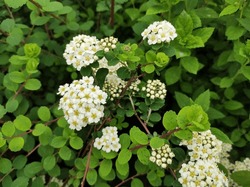 Creamy white flowerheads against green leaves of Tosa Spiraea nipponica 'Snowmound'