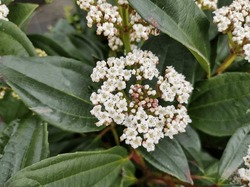 Close-up of white flowerhead cluster against dark green leaves of Viburnum davidii