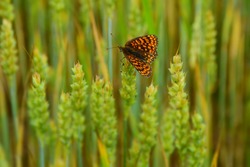 Butterfly sitting on rye ears. Stock Image