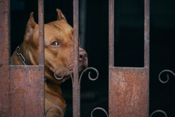 Lonely Pitbull dog behind rusty steel fence