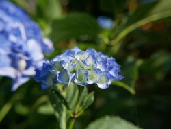 Close up of flowerhead of blue hydrangea macrophylla. french hortensia flowers
