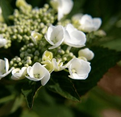 White flowers blooming on hortensia flowerhead, hydrangea macrophylla, details