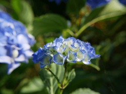 blue flowerhead of hydrangea macrophylla, hortensia flowers in summer