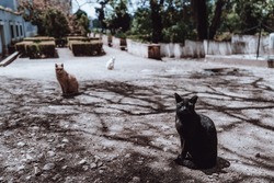 Three cats of black, yellow, and white colors are sitting staggered on the ground with a beautiful shadow of the tree branches and looking at camera, selective focus on the black cat in front