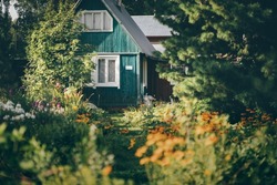 A summer garden for vegetables, fruits, and berries, overgrown with flowers and plants, with a selective focus on a teal wooden dacha cottage surrounded by a forest area with pines and other trees