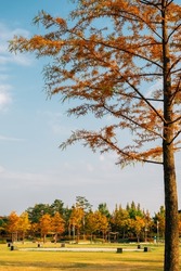 Hanbat Arboretum autumn forest in Daejeon, Korea