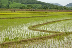 Golden Rice is a genetically modified crop that has the potential to address vitamin A deficiency, a significant health issue affecting millions of people, particularly in 
developing countries.