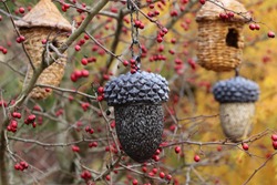 Bird Feeder with Seeds, Wicker House on the Branch of Tree, Autumn Scene in Garden, Outdoor and Space