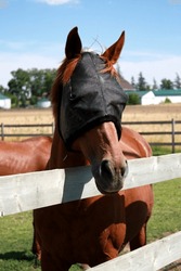 Horse fly mask. Chestnut gelding. Summer. Farm. Pasture. Paddock. Fencing. Fence. Insects pests. Protection protect. Head face. Horses. Barn.