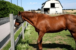 Male chestnut horse. Gelding. Fly mask. Summer. Farm barn. Pasture fence paddock grass. Standing. Side view. Rural country countryside. Lifestyle. Horses. Field. Blue sky. 