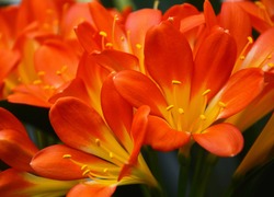 Orange clivia flowers.Clivia is considered a plant that belongs to the family of Amaryllis