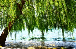 Willow tree by the water
