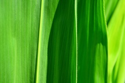 Leaf corn macro
