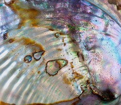 High magnification macro of thr pearl shell.