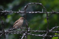 The Sind sparrow wild bird