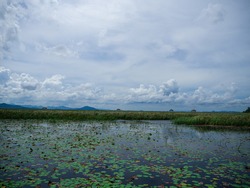 The wide landscape shot on the lotus pond and the cloudy sky, Thailand