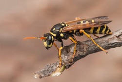 Female of paper wasp
