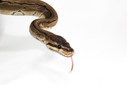 Python regius -A young ball python hanging from the corner of the image and sticking out it's tongue, with which the beautiful reptile smells its environment.A close up on white background with shadow