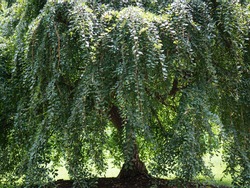 Full frame view of a drooping willow tree