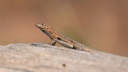 A side blotch lizard sits on a piece of dead wood soaking in the warmth of the morning sun. Out of focus orange brown and green background behind him. 
