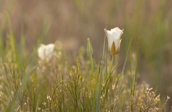 A partly open Sego Lily grows on a long thin stem above the grasses and other plants in the meadow. Another flower is out of focus in the background. The scene is backlit by the setting sun.